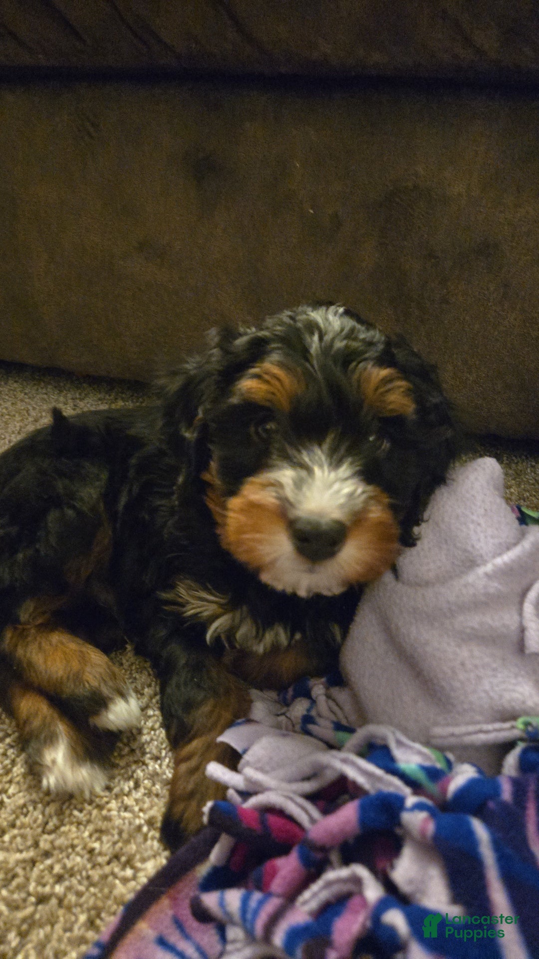 Mini Bernedoodle dogs for sale: Gabe - Ad 2