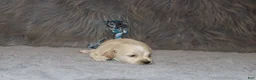 Havapoo dogs for sale: Parker 💙 Miniature - Ad 21