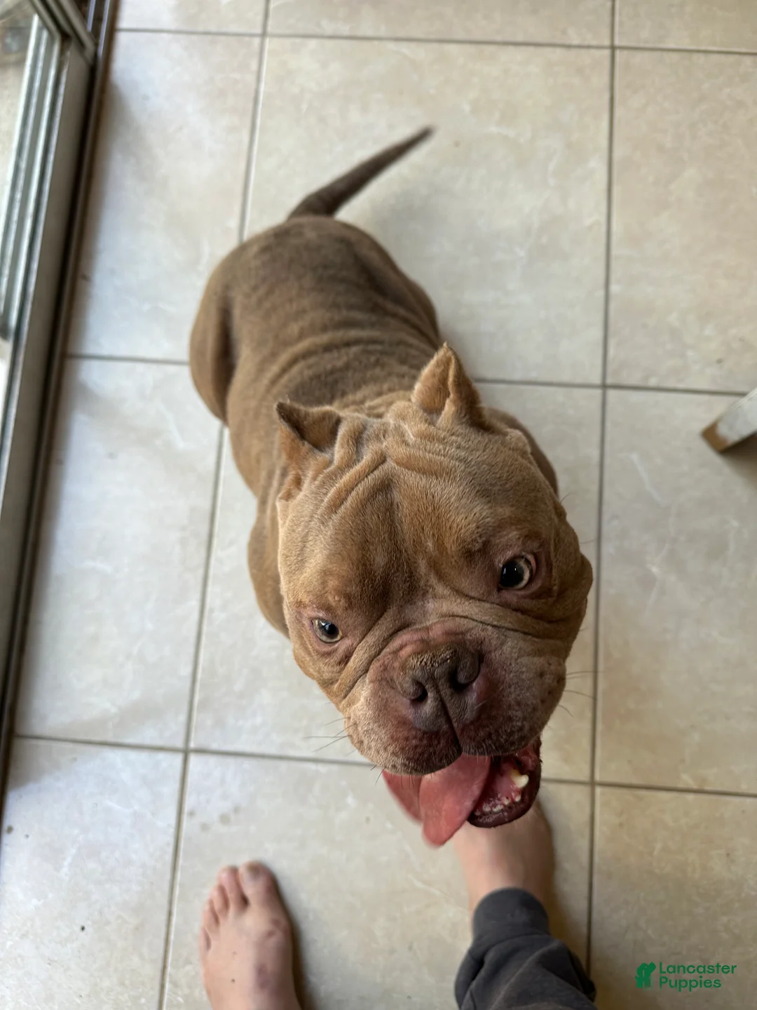 American Bully dogs for sale: American Bully Puppy 1 - Ad 2