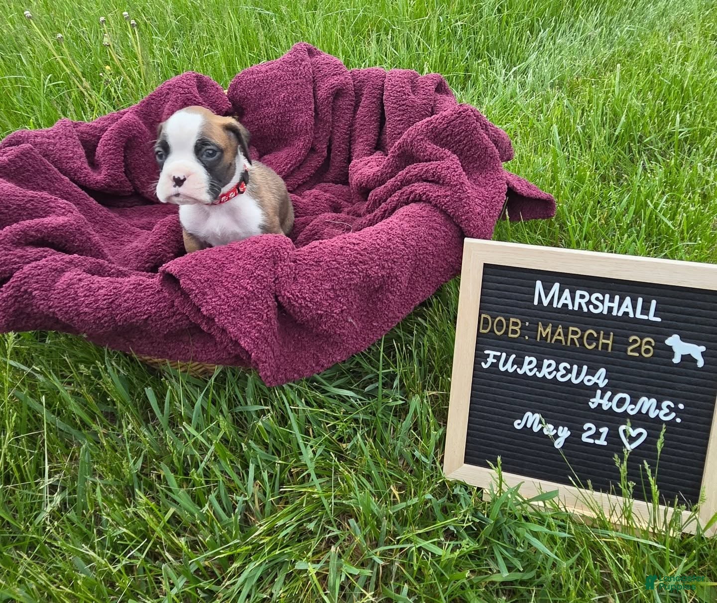 Boxer dogs Marshall - Ad 10