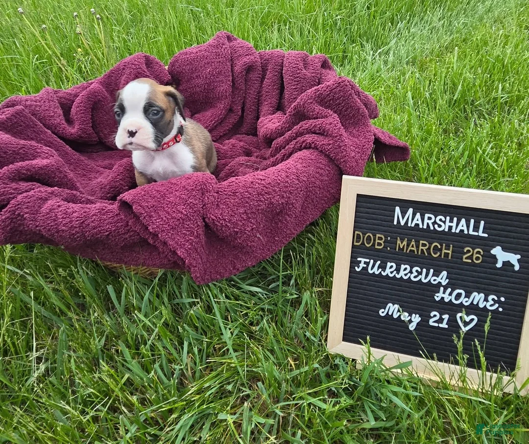 Boxer dogs for sale: Marshall - Ad 1