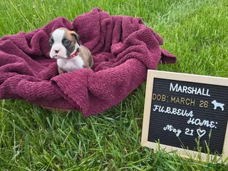Boxer dogs Marshall - Ad 10