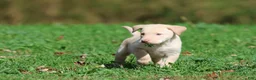 Labrador Retriever dogs for sale: Butter - Ad 4