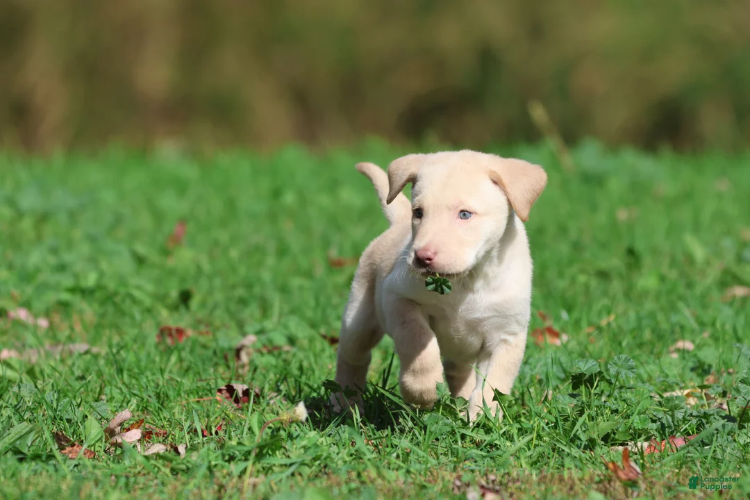 Labrador Retriever dogs for sale: Butter - Ad 4