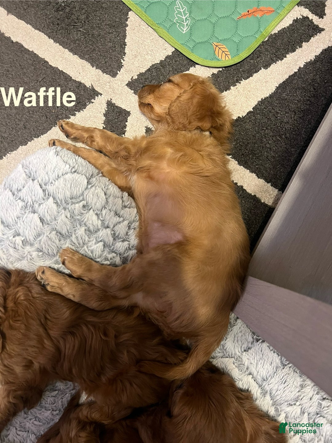 Cavapoo dogs for sale: Waffle - still available - Ad 6