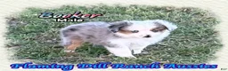 Toy Australian Shepherd dogs for sale: Booker - Ad 8