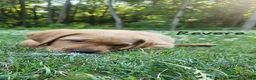 Labrador Retriever dogs for sale: Revere - Ad 6