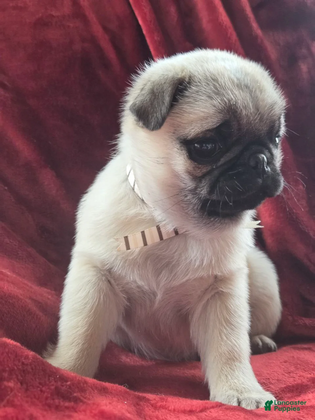 Pug dogs for sale: Ruby  - Ad 4