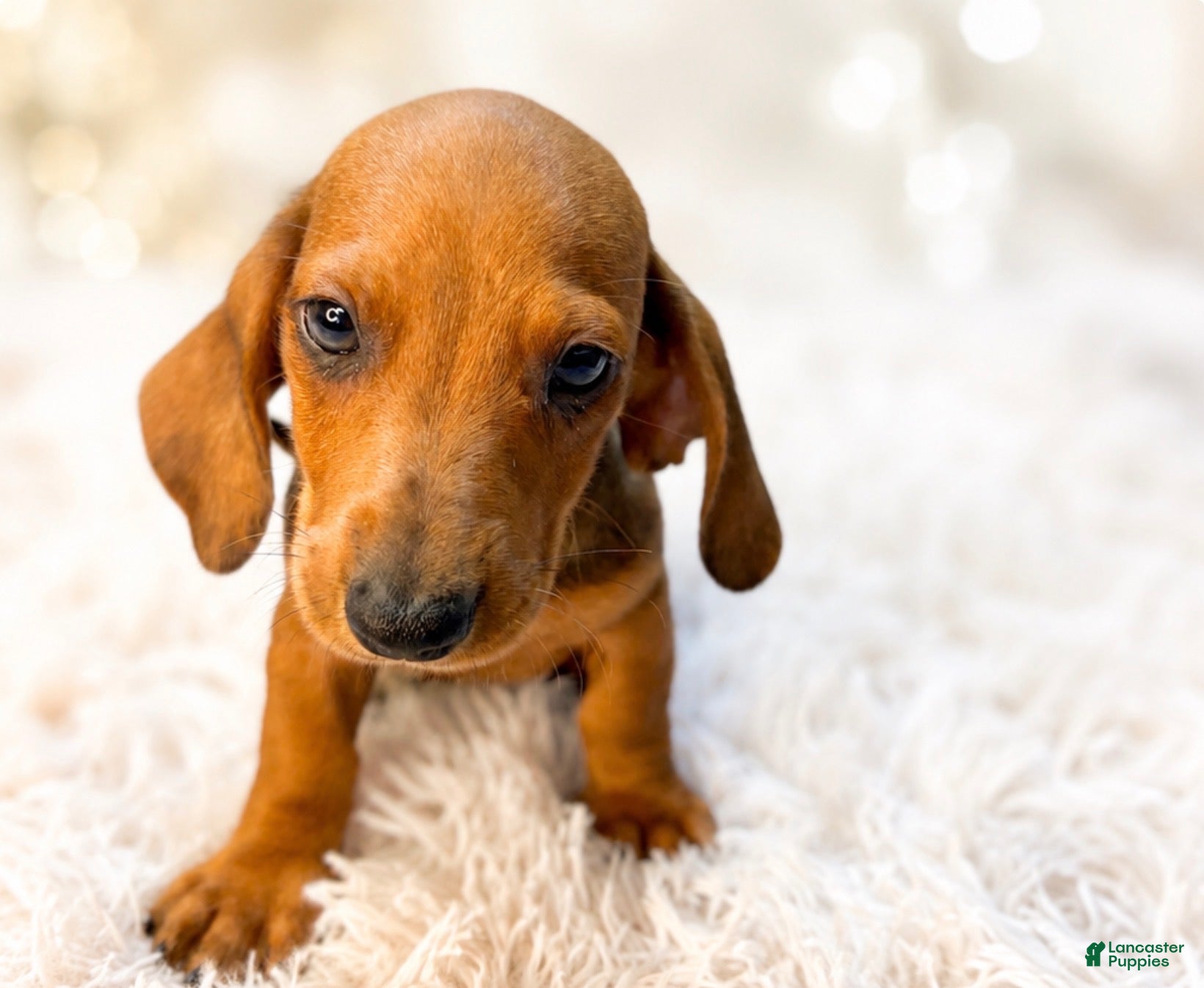 Miniature Dachshund dogs Javier   2.2lbs on 6/30 - Ad 1