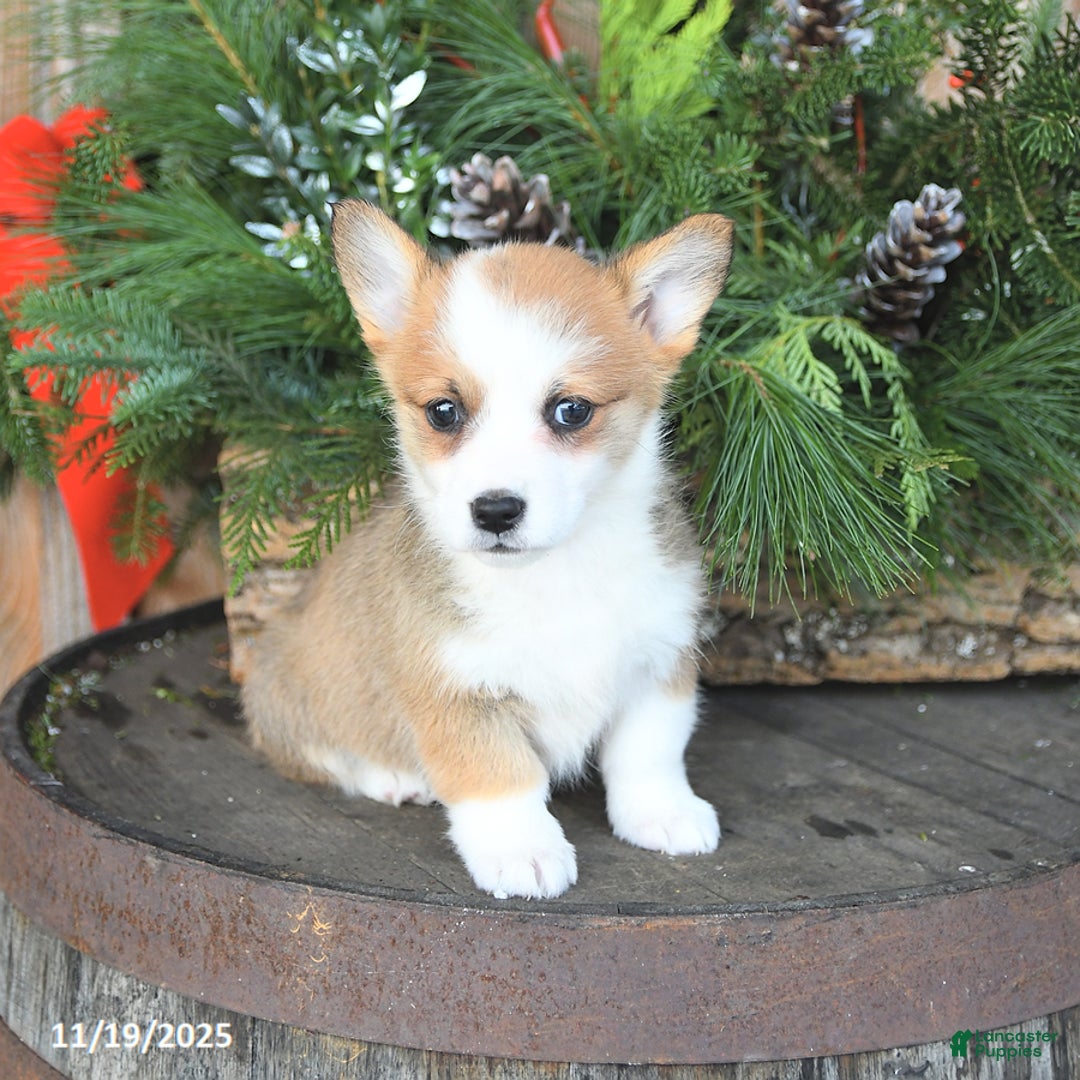 Welsh Corgi Pembroke dogs for sale: Almond - Ad 2
