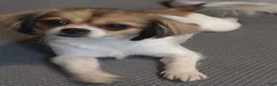 Shih Tzu dogs for sale: Shih Tzu 1 - Ad 3