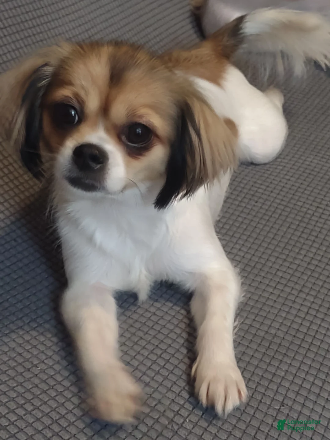 Shih Tzu dogs for sale: Shih Tzu 1 - Ad 3