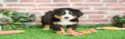 Bernese Mountain Dog dogs for sale: Snowflake  - Ad 13