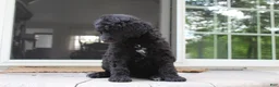 Standard Poodle dogs for sale: Millie AKC  - Ad 4