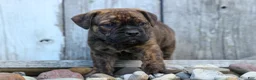 Beabull dogs for sale: Ashton  - Ad 16
