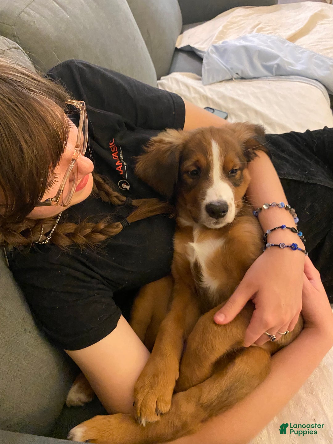 Bernedoodle dogs for sale: Harriet  - Ad 12