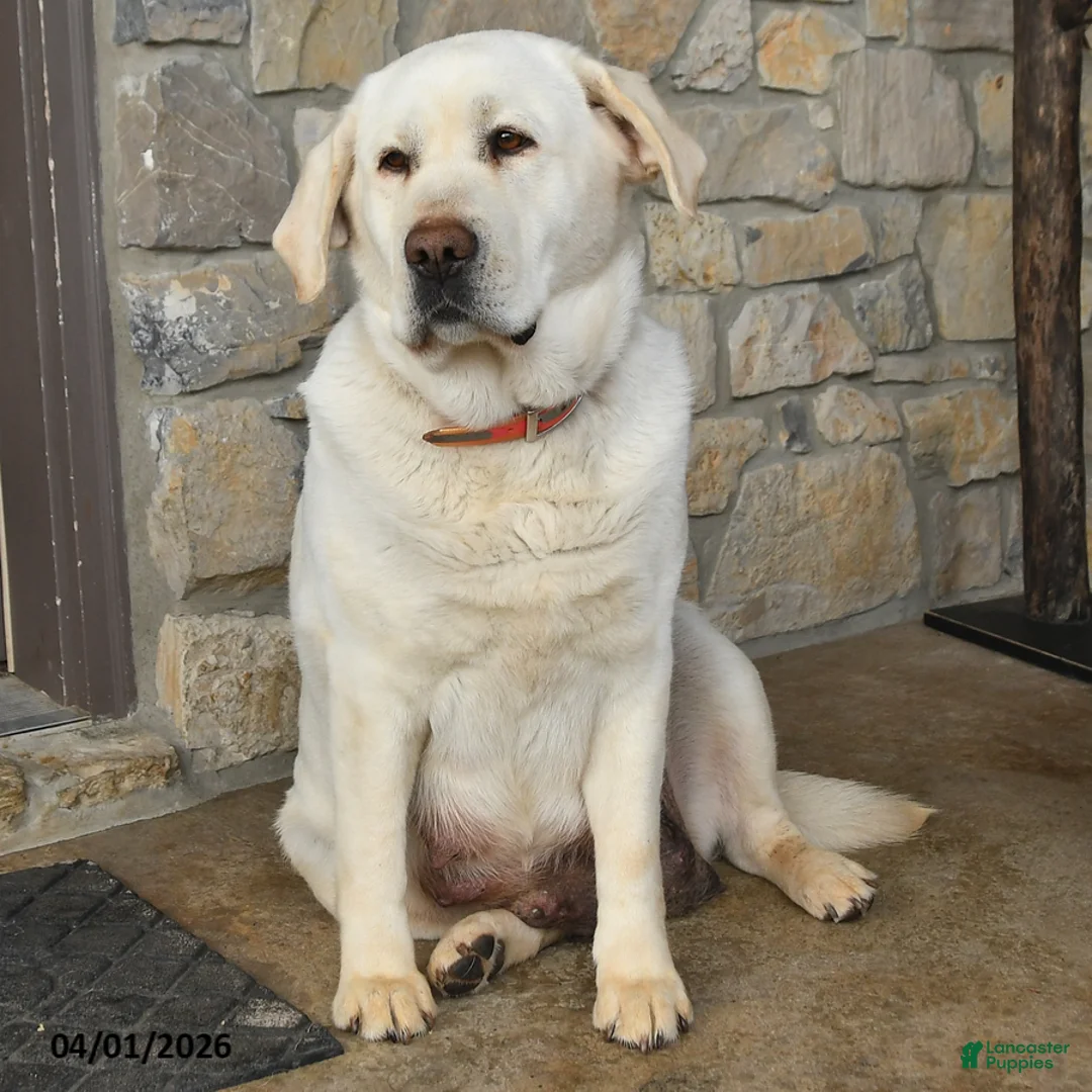 Labrador Retriever dogs for sale: Isabelle - Ad 4