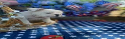 English Bulldog dogs for sale: English Bulldog 2 - Ad 3