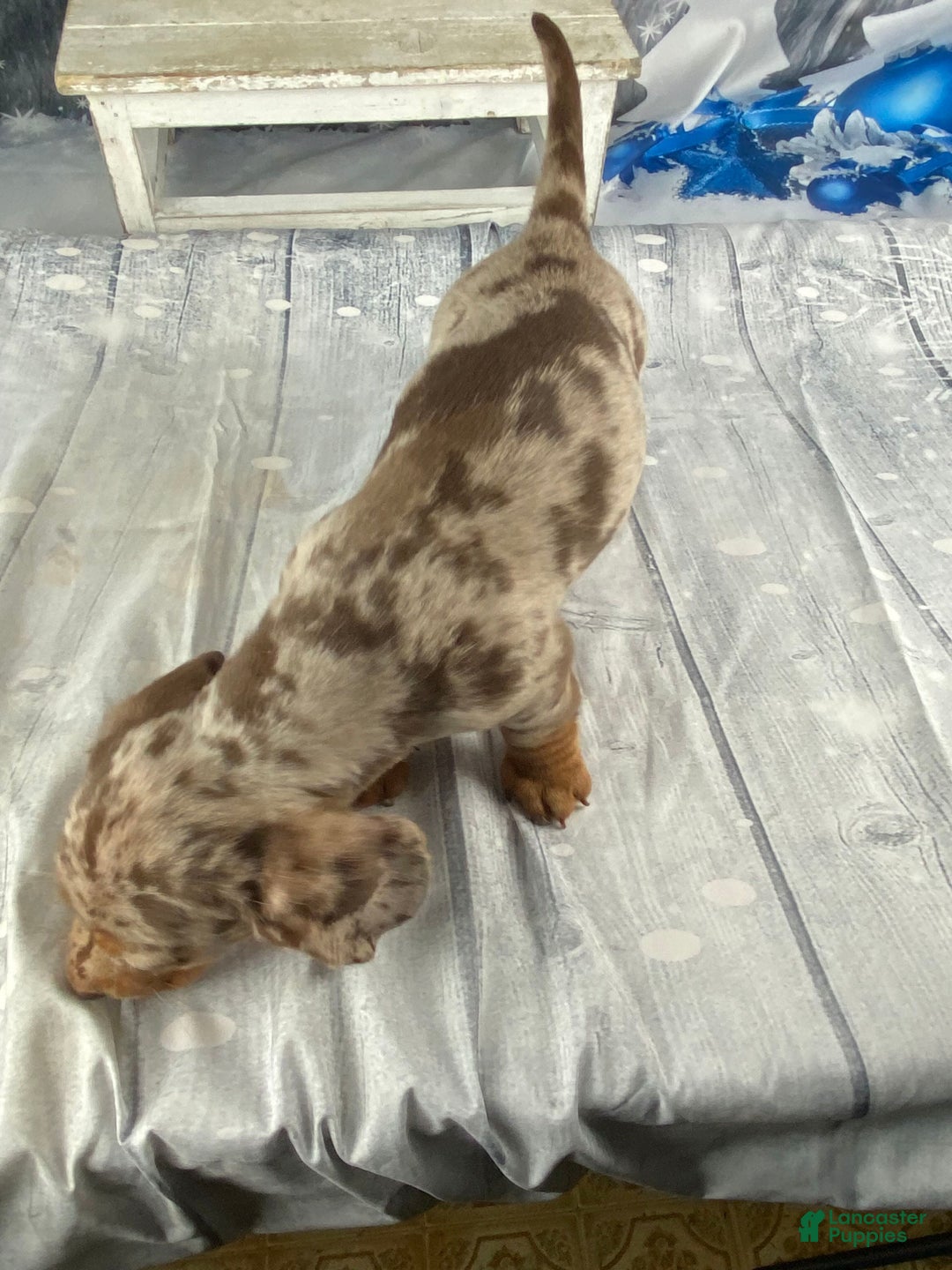Miniature Dachshund dogs for sale: Billy - Ad 6