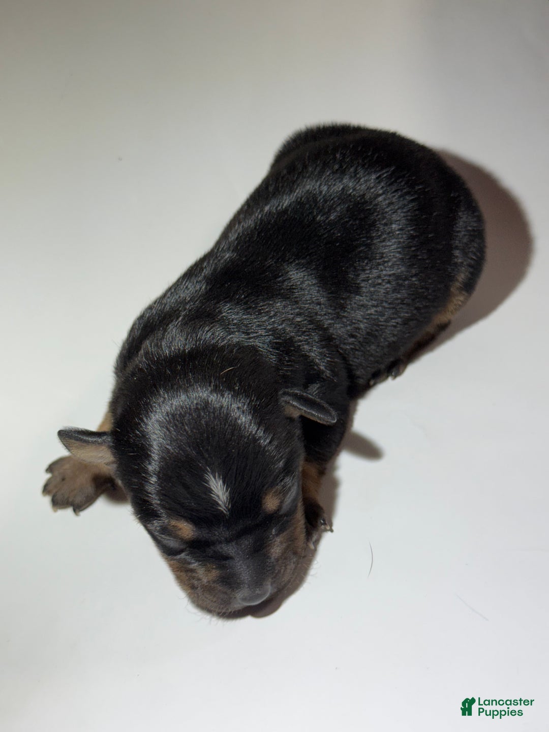 Rat Terrier dogs for sale: Carter - Ad 1
