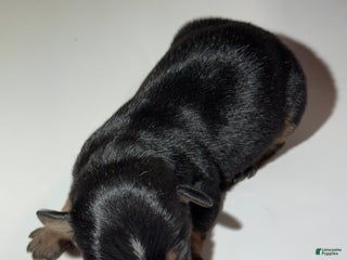 Rat Terrier dogs Carter - Ad 24