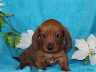 Miniature Dachshund dogs Danny - Ad 20