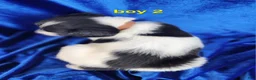 Brittany Spaniel dogs for sale: French Brittany boy 2 - Ad 3