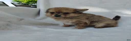 Pomchi dogs for sale: Kit kat - Ad 6