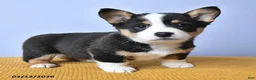 Welsh Corgi Pembroke dogs for sale: Laykin - Ad 2