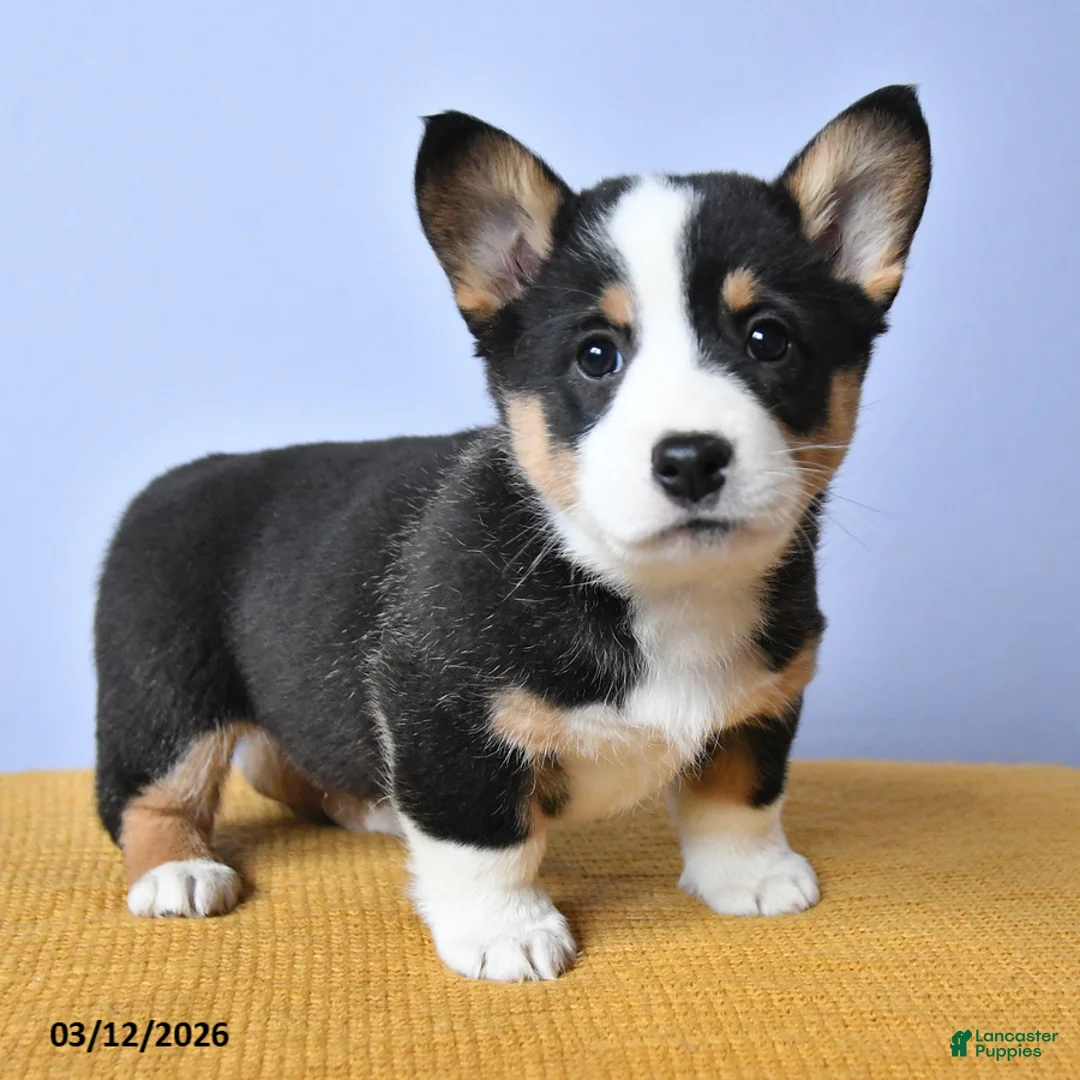 Welsh Corgi Pembroke dogs for sale: Laykin - Ad 2
