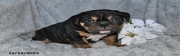 English Bulldog dogs for sale: Sherri - Ad 5