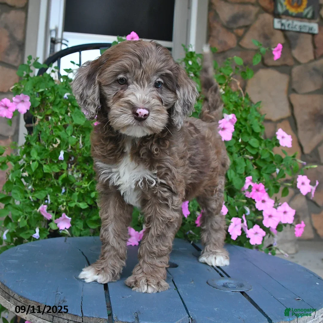 Mixed Breed dogs Paddington - Ad 1