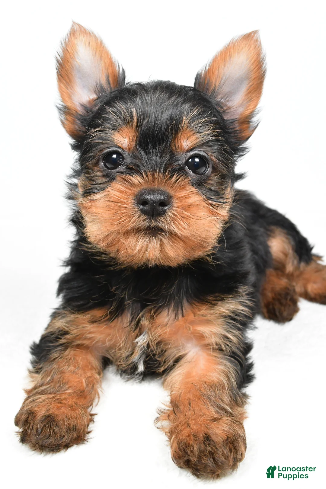 Yorkshire Terrier dogs for sale: Hannah - Ad 7