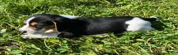 Beagle dogs for sale: Beagle 1 - Ad 4