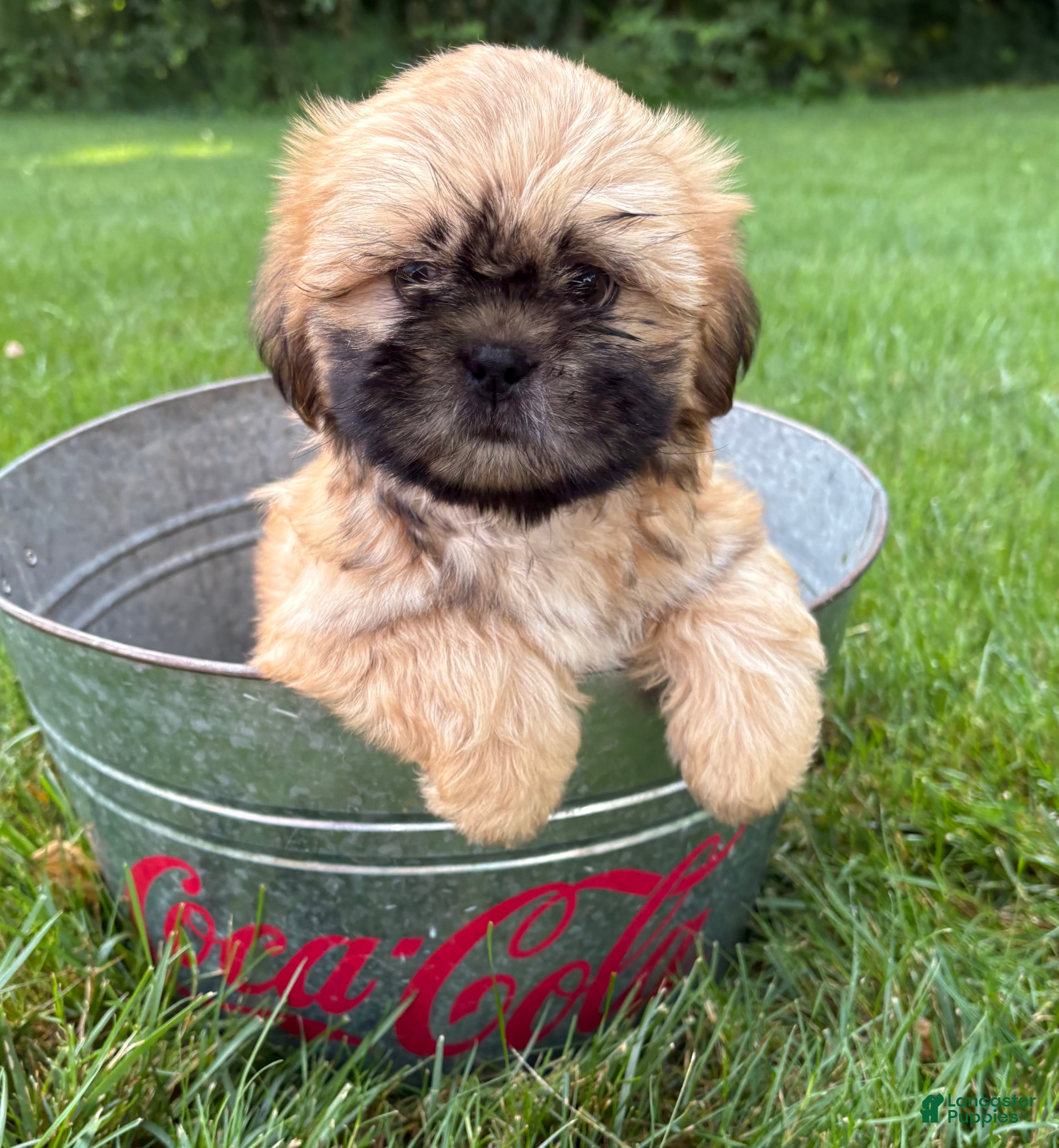 Shih Tzu dogs Jackson - Ad 1