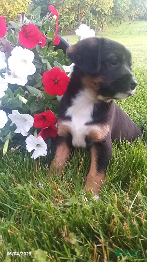 Mixed Breed dogs for sale: Sasha - Ad 4