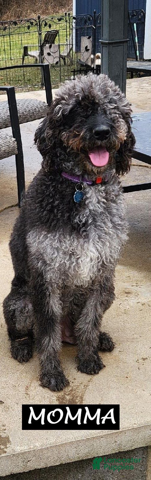 Labradoodle dogs Maurice - Ad 2