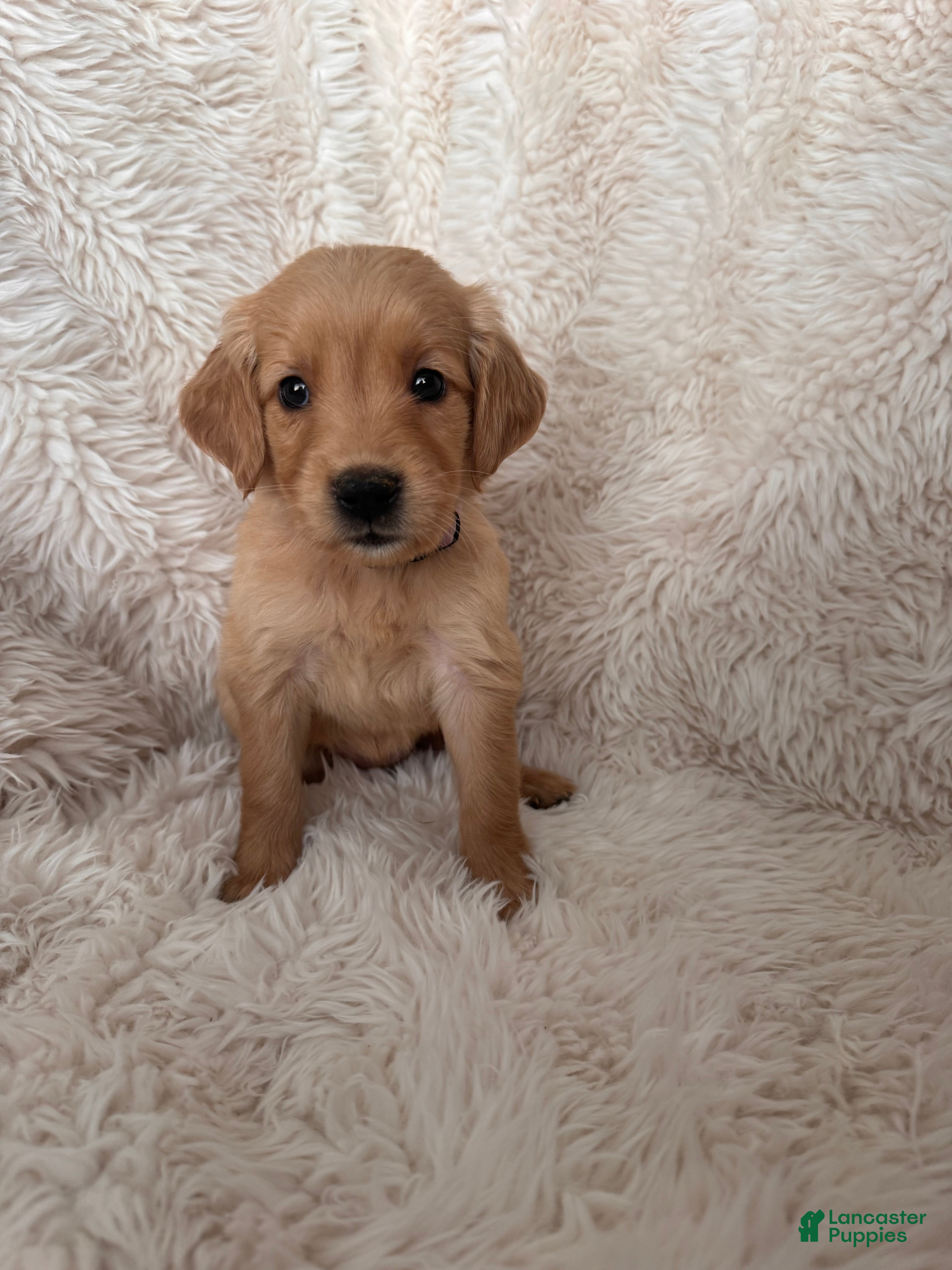 Golden Retriever dogs Lilac - light Purple Collarc female - Ad 1