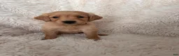 Golden Retriever dogs for sale: Lilac - light Purple Collarc female - Ad 1