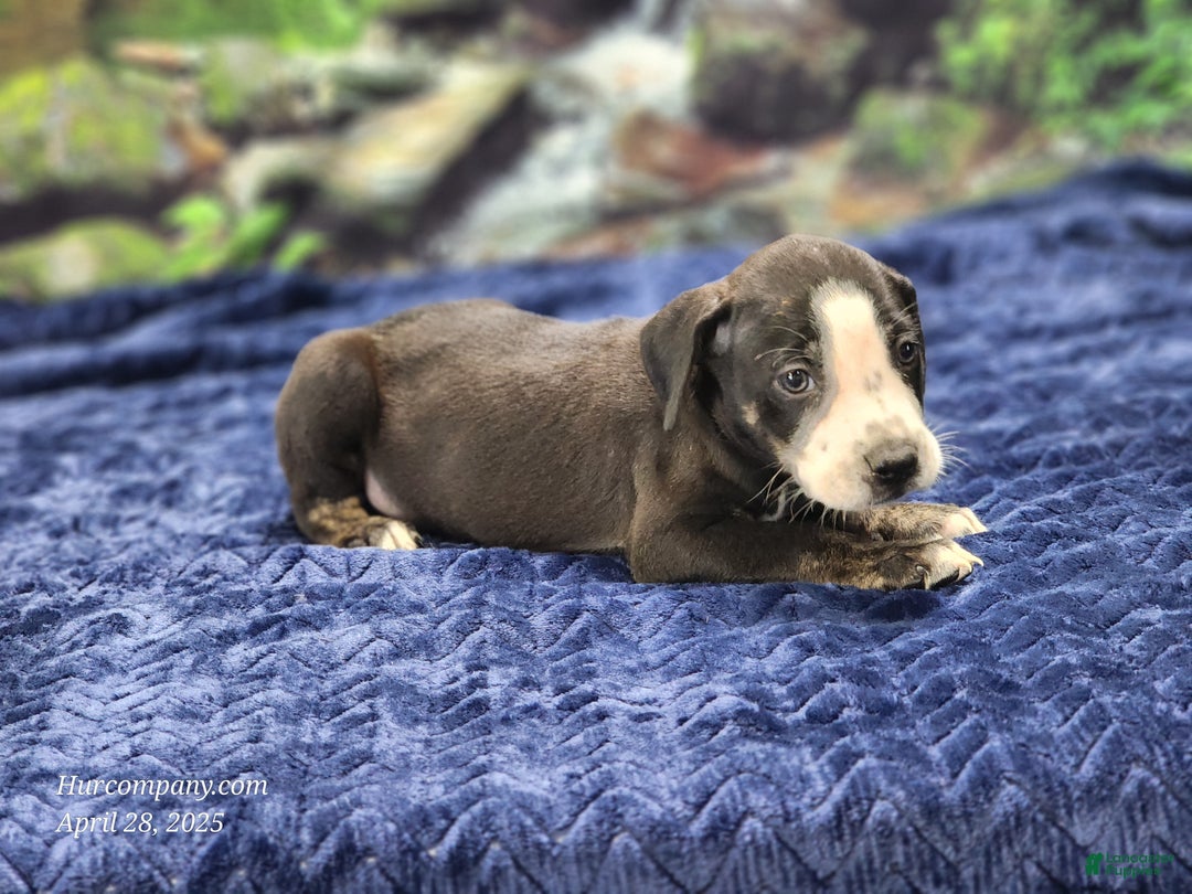 Catahoula Leopard Dog dogs for sale: Luna 2025 Male 1 - Ad 9