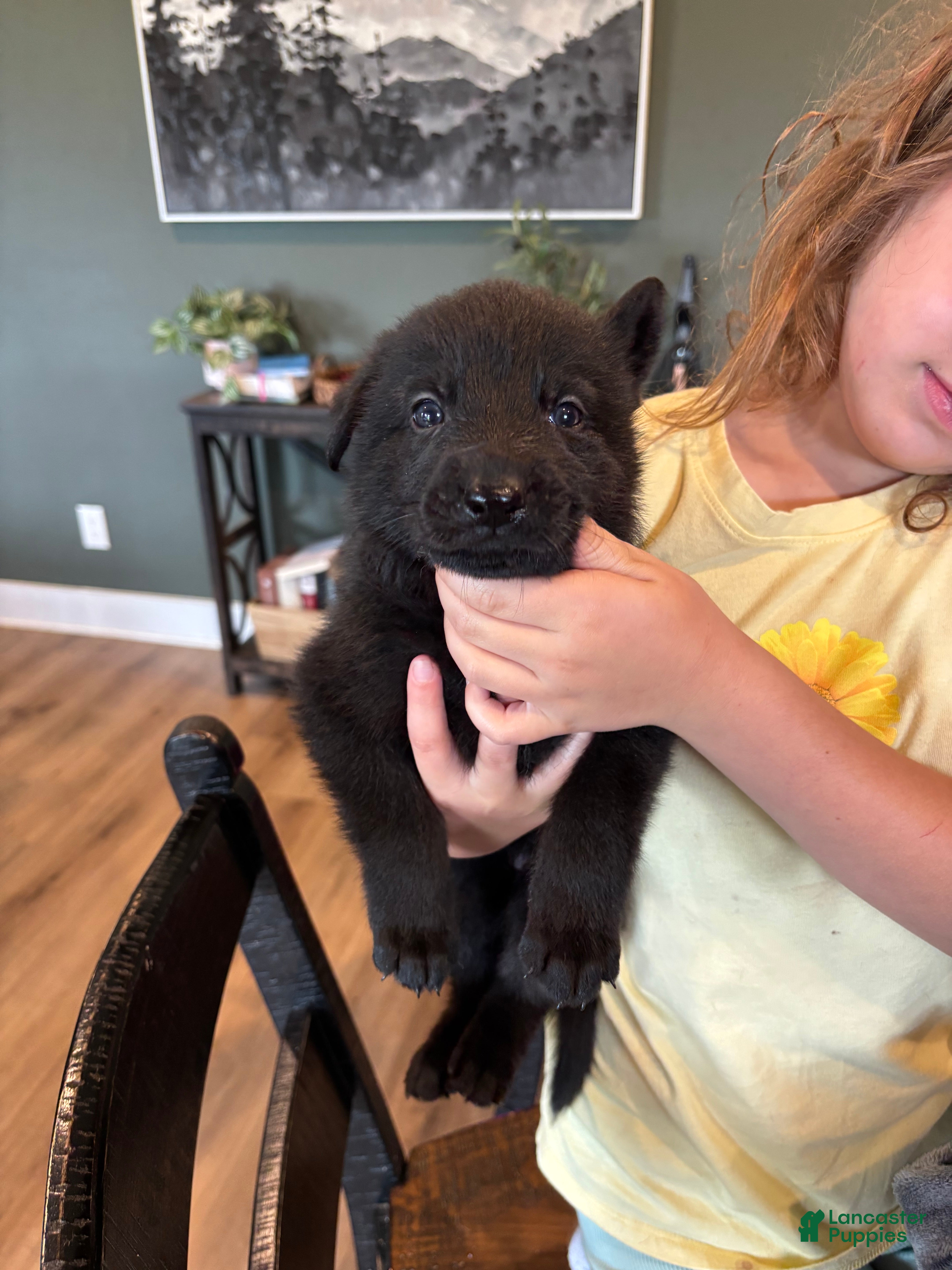 German Shepherd dogs for sale: German Shepherd Puppy 1 - Ad 3