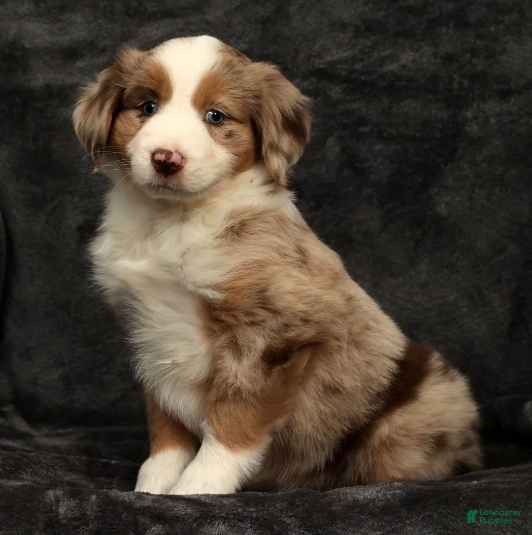 Miniature Australian Shepherd dogs for sale: Sunny  - Ad 7