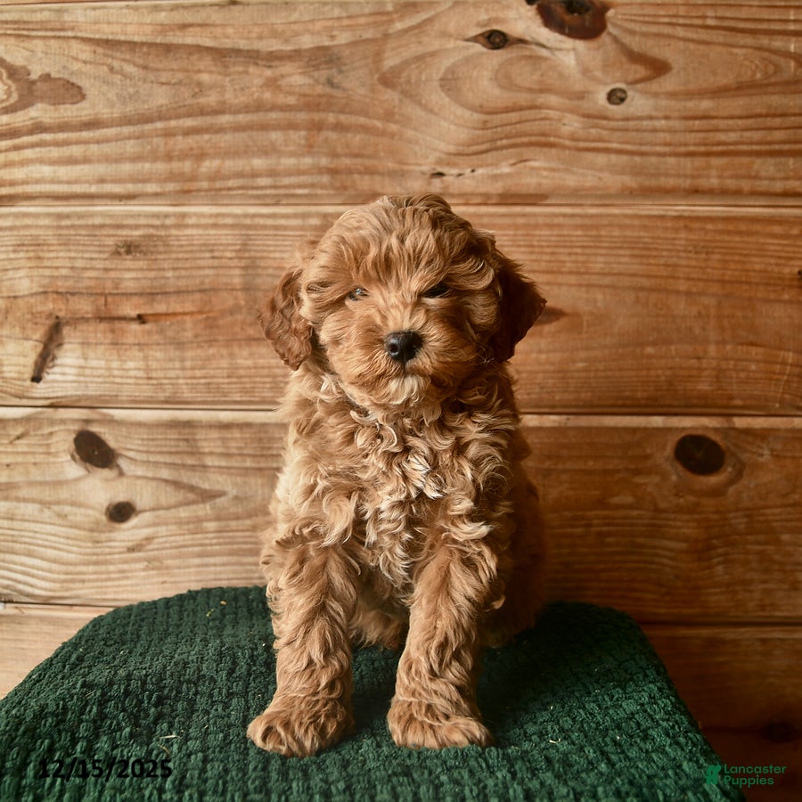 Mini Goldendoodle dogs Noah  - Ad 35