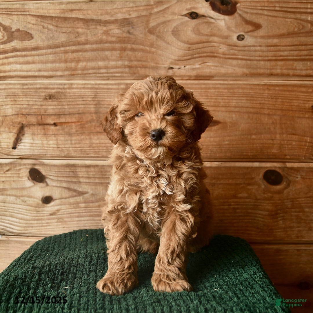 Mini Goldendoodle dogs for sale: Noah  - Ad 1