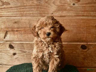 Mini Goldendoodle dogs Noah - Ad 13
