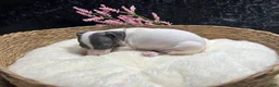 Italian Greyhound dogs for sale: Italian Greyhound 3 - Ad 4