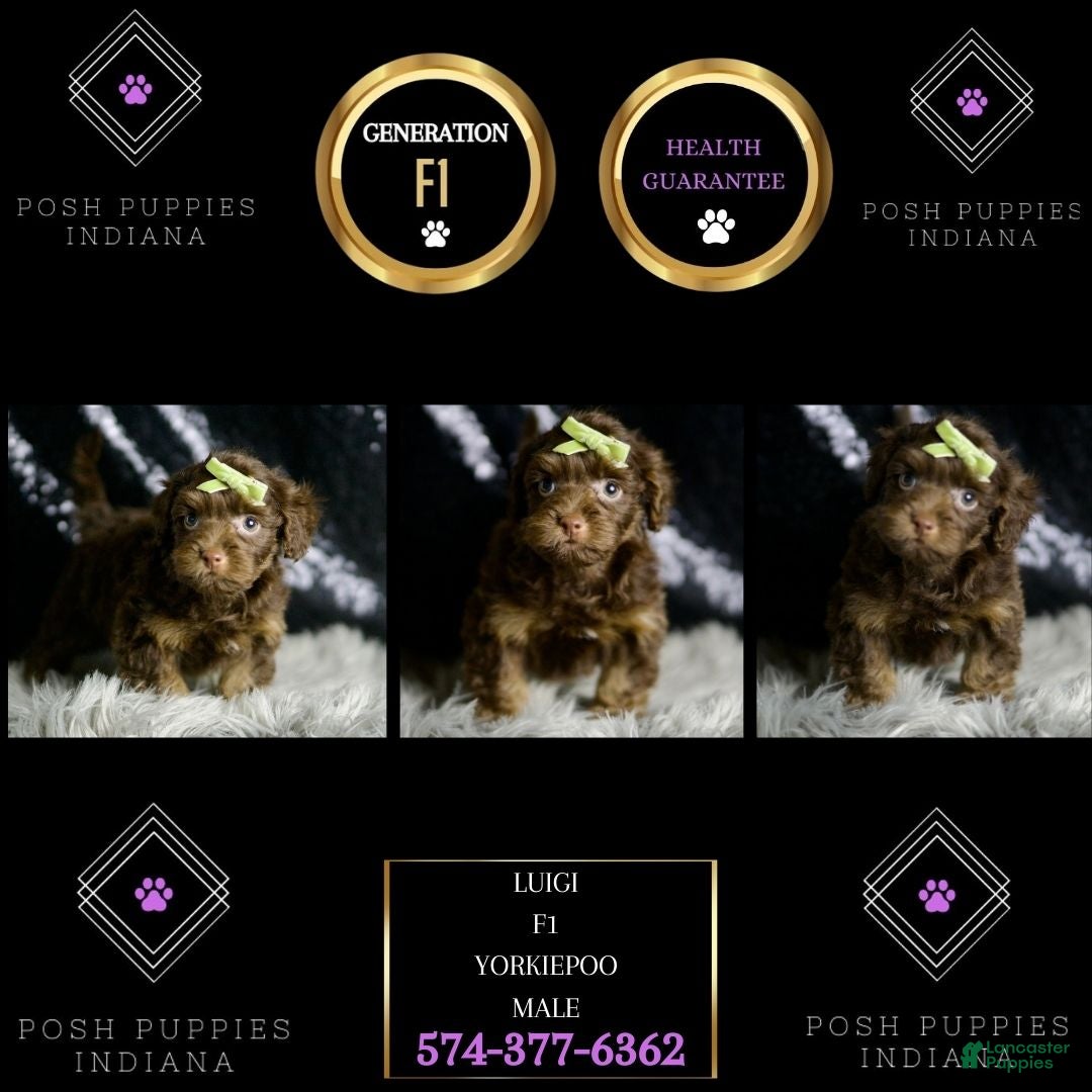 Yorkiepoo dogs for sale: Luigi - Ad 8