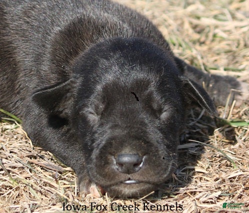 Great Dane dogs Shadow - Ad 11