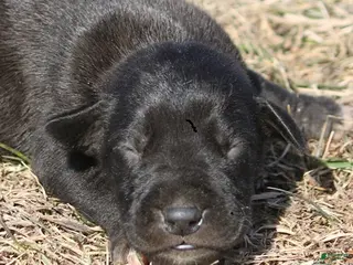 Great Dane dogs Shadow - Ad 11