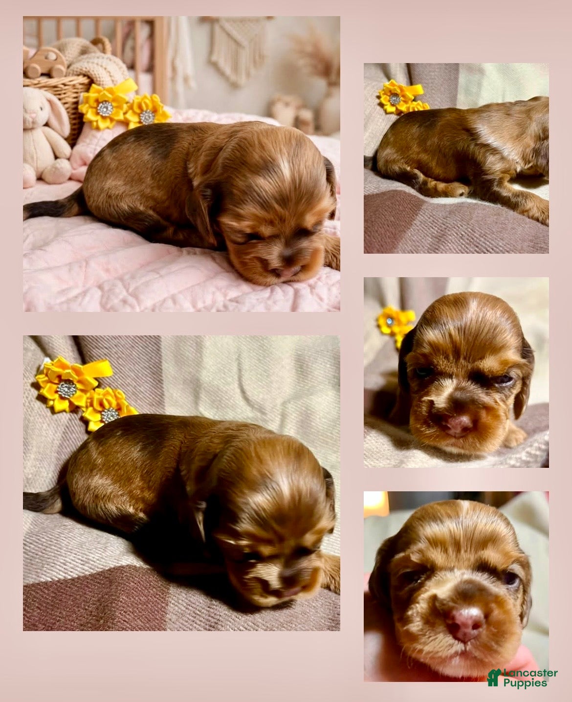 Cocker Spaniel dogs Pick of the litter female Bijou  - Ad 25